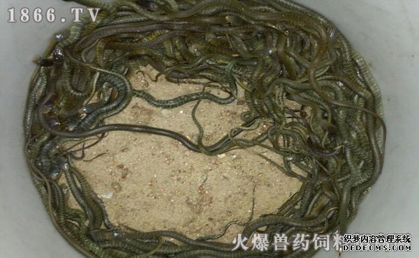 水律蛇養(yǎng)殖新技巧揭秘，高效養(yǎng)殖方法與實(shí)用操作指南