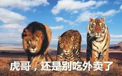 最新虎獅，學(xué)習(xí)變革的力量，自信與成就感的崛起之路